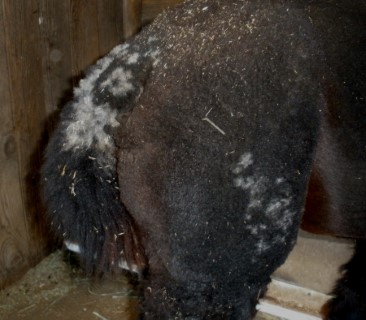 grey spots